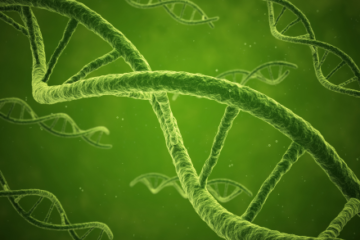 フルマラソン前後の尿Cell-free DNA中のミトコンドリアDNA量の変化