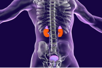 中高齢者における身体活動量とNephron Indexの関連
